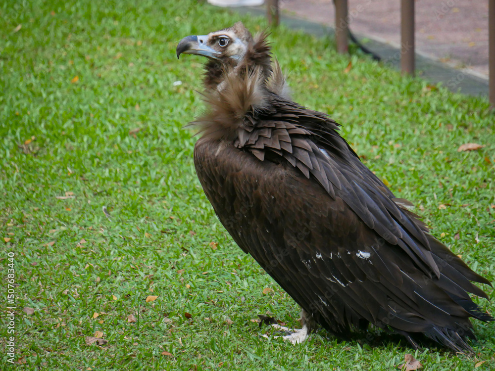 Fototapeta premium cinereous vulture (Aegypius monachus) is a large raptor also known as the black vulture, monk vulture and Eurasian black vulture roaming in Park