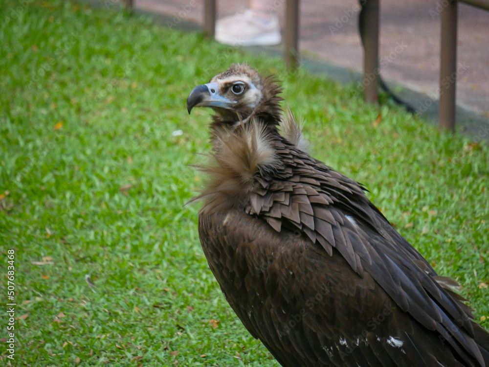 Fototapeta premium cinereous vulture (Aegypius monachus) is a large raptor also known as the black vulture, monk vulture and Eurasian black vulture roaming in Park