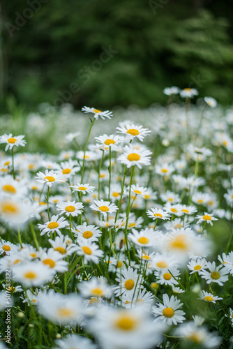 Blühende Kamille auf dem Feld, Daisy Blume