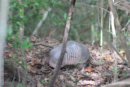 Armadillo digging through leaves and brush