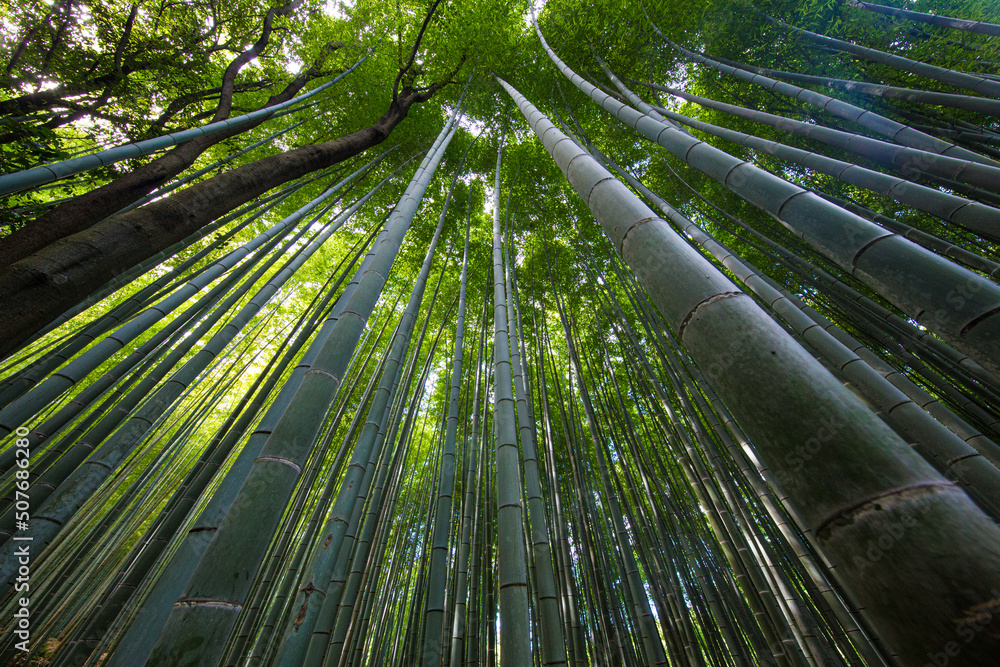Kyoto, Japan Green Bamboo Forest with summer sunny weather Kyoto, Japan Green Bamboo Forest with summer sunny weather