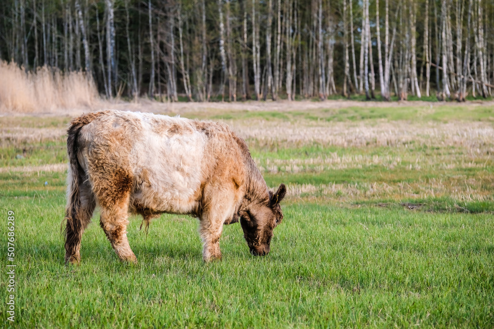 Obraz premium Wild feral cows graze in the meadow in summer. Defocused