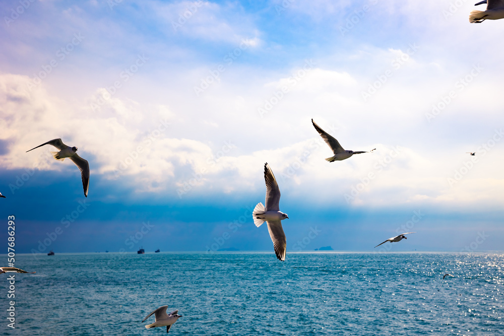 Seagulls flying over the sea with cloudy sky background. Freedom concept photo