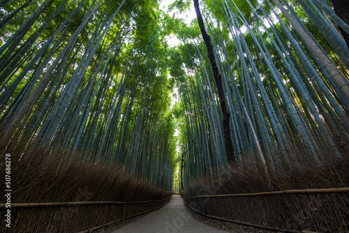 Kyoto, Japan Green Bamboo Forest with summer sunny weather