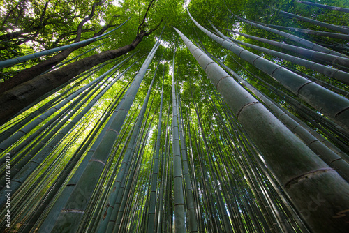 Kyoto  Japan Green Bamboo Forest with summer sunny weather