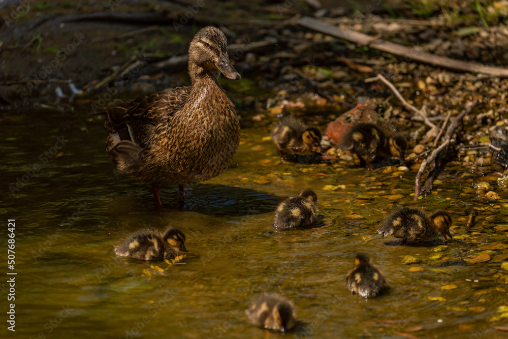 Small duck on green puddle in spring sunny windy day Small duck on green puddle in spring sunny windy day