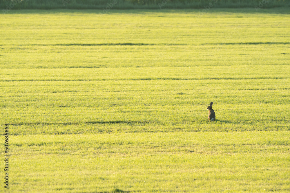 Hare in meadows Hare in meadows