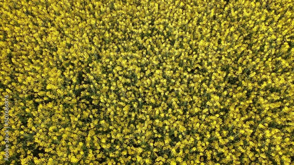 Drone shot from the top of a crop field. Farmers planted crops. Rapeseed fields bloom and grow beautifully Drone shot from the top of a crop field. Farmers planted crops. Rapeseed fields bloom and grow beautifully