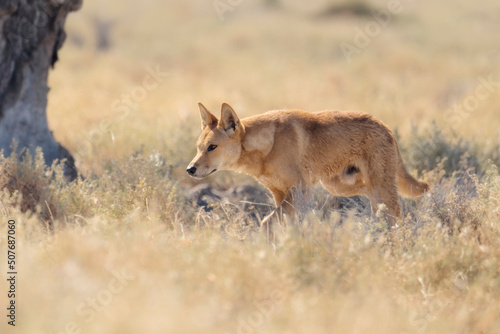Wild dingo (Canis lupus dingo) stalking prey, Australia photo