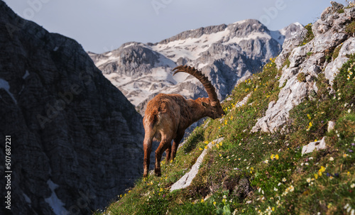 Alpine Ibex in the Julian Alps © gljivec