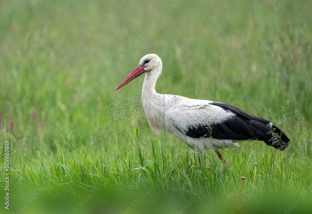 Fototapeta premium White stork bird ( Ciconia ciconia )