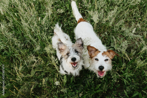 Wall Mural Portrait two jack russell dogs looking up on green grass on summer