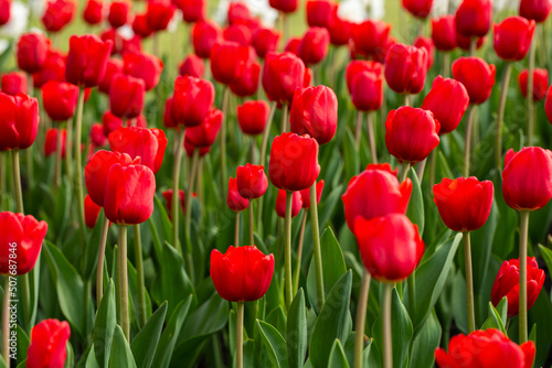 Beautiful red tulips bloom in the park