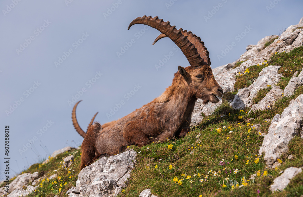 Alpine Ibex in the Julian Alps