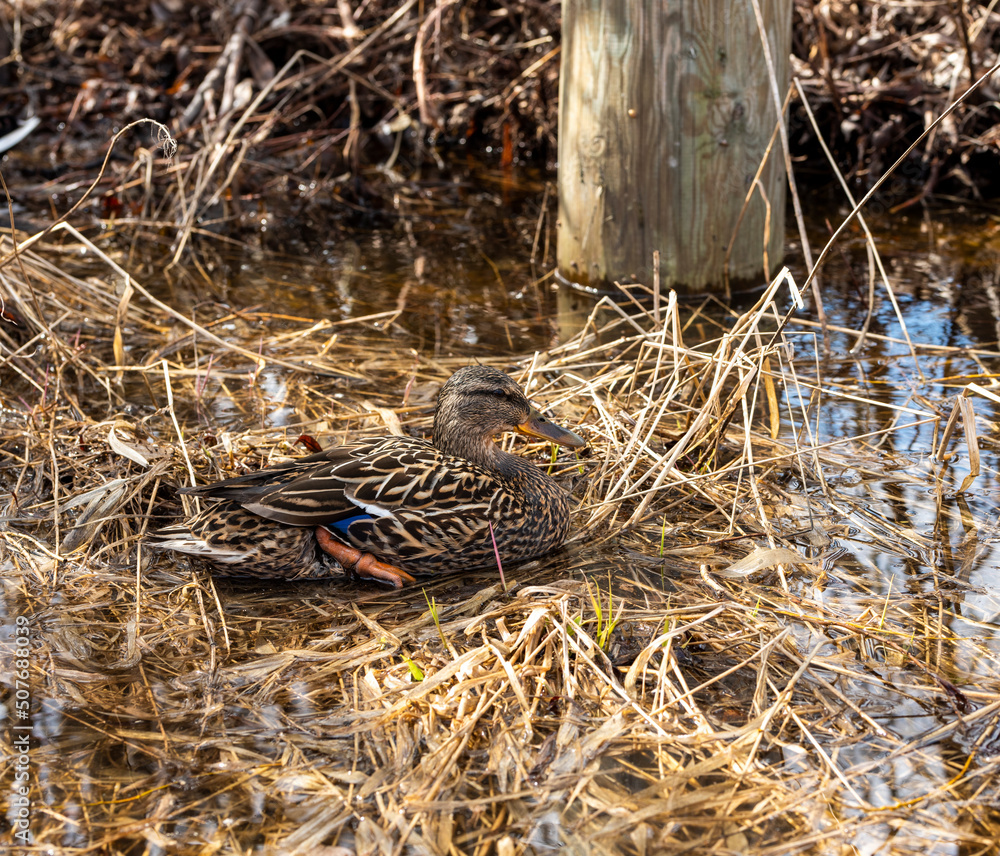 duck in dry grass in a small puddle duck in dry grass in a small puddle