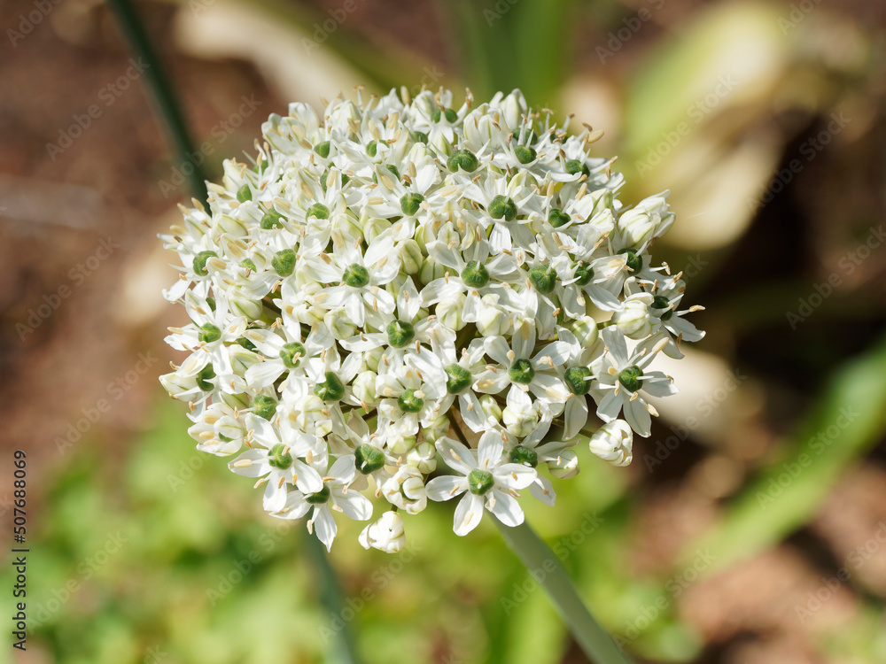 Allium nigrum ou Ail noir aux fleurs en étoiles, pétales blanc crème et rosé sur une ligne médiane verte, coeur d'étamines à anthères pourpres ou jaunes et carpelles noir-pourpré. Allium nigrum ou Ail noir aux fleurs en étoiles, pétales blanc crème et rosé sur une ligne médiane verte, coeur d'étamines à anthères pourpres ou jaunes et carpelles noir-pourpré.