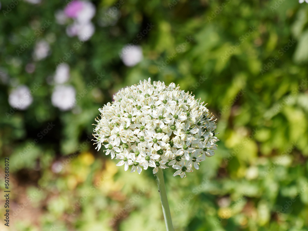 (Allium nigrum ou multibulbosum) Ail noir d'ornement ou ail des Indes à fleurs étoilées blanches sur capitule hémisphérique rond sur tige nue au feuillage basale large (Allium nigrum ou multibulbosum) Ail noir d'ornement ou ail des Indes à fleurs étoilées blanches sur capitule hémisphérique rond sur tige nue au feuillage basale large