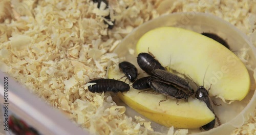 Huge brown cockroaches with big mustaches eat a piece of an apple and crawl on sawdust in an aquarium. Close-up, top view. Lots of pests, disgusting insects. High quality 4k footage