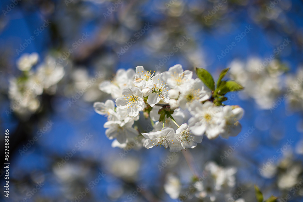 blooming cherry tree on a blue sky background