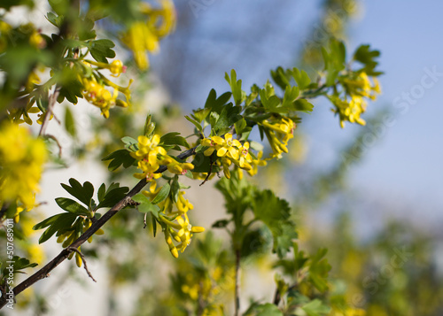 yellow flowers on a branch