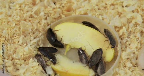 Huge brown cockroaches with big mustaches eat a piece of an apple and crawl on sawdust in an aquarium. Close-up, top view. Lots of pests, disgusting insects. High quality 4k footage