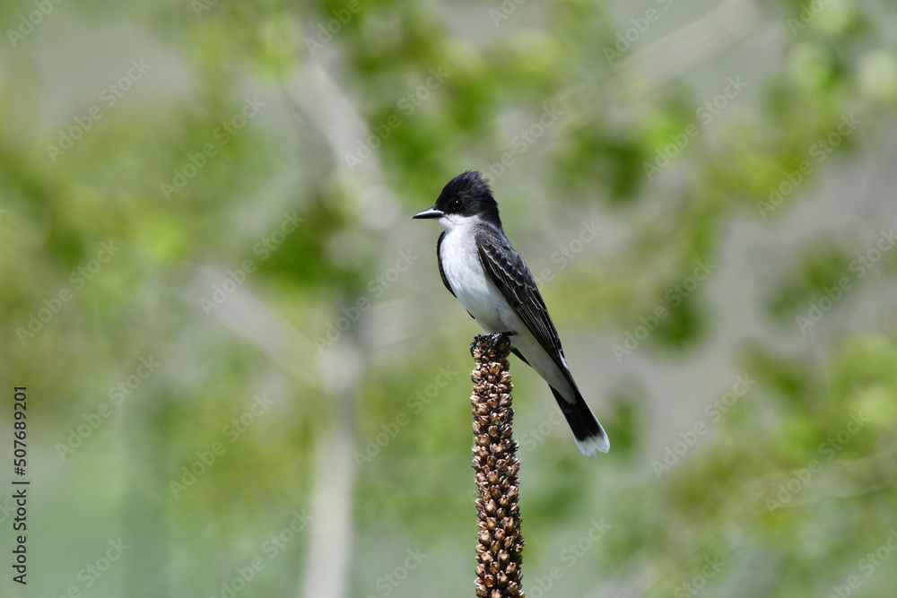 Eastern Kingbird perched in a meadow Eastern Kingbird perched in a meadow