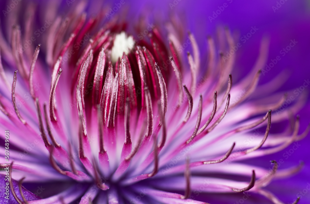 Obraz premium purple lotus flower