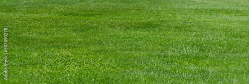 background of green grass field 