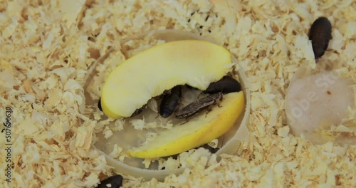 Huge brown cockroaches with big mustaches eat a piece of an apple and crawl on sawdust in an aquarium. Close-up, top view. Lots of pests, disgusting insects. High quality 4k footage