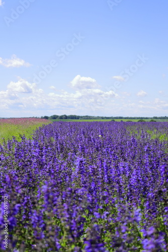 Colorful lavender field on the background of blue sky and green trees