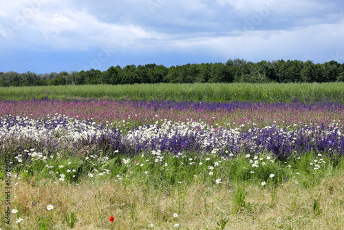 Colorful lavender field on the background of blue sky and green trees