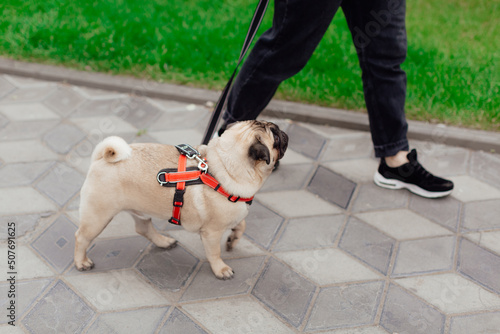 Young girl goes for walk with doggy pug in park. Selective focus.