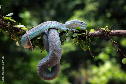 Blue white-lipped island pit viper snake on a branch, Indonesia photo