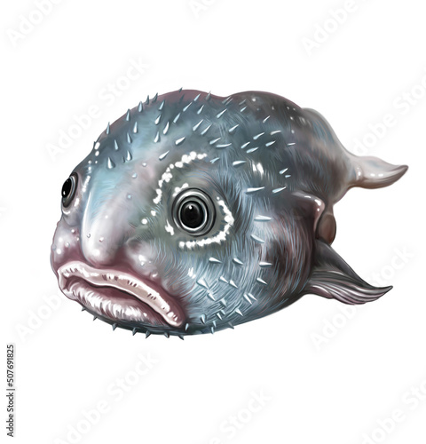 Blobfish (Psychrolutes marcidus) photo