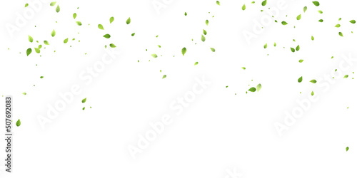 Leaves Green Falling Flying Foliage Leaf Tea Mint