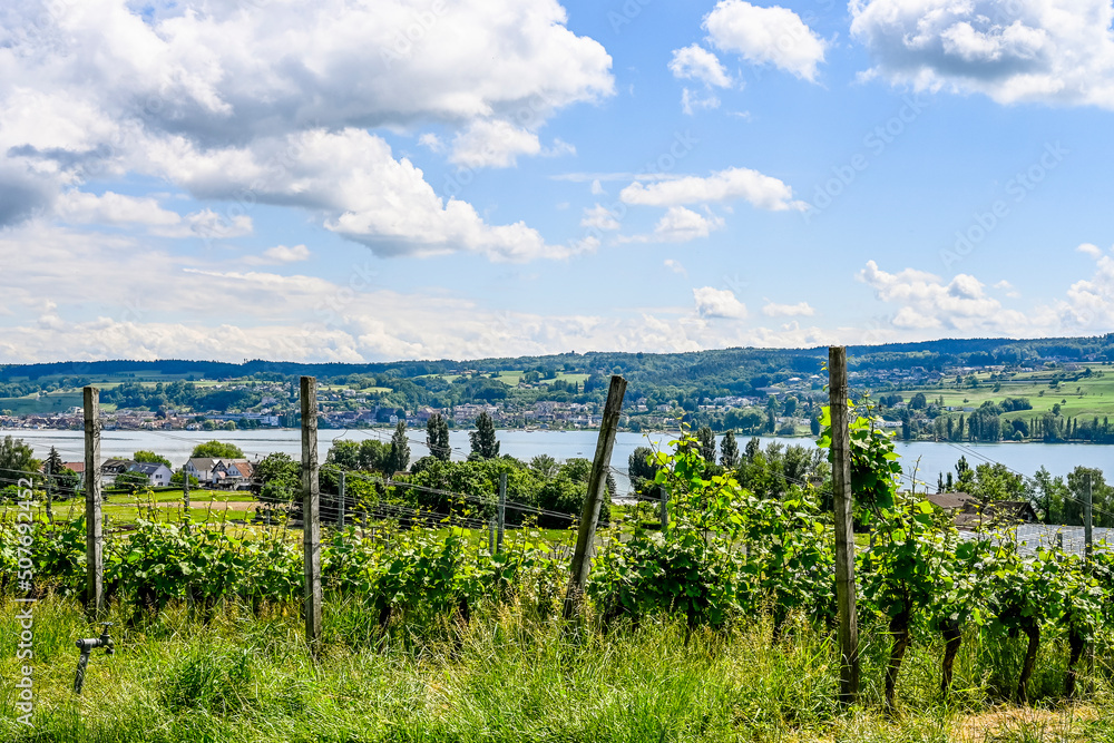 Fototapeta premium Reichenau, Insel Reichenau, Weinberge, Aussichtspunkt, Hochwart, Fernsicht, Bodensee, See, Winzer, Rebstock, Rebe, Weine, Wanderweg, Sommer, Frühling, Baden-Württemberg, Deutschland