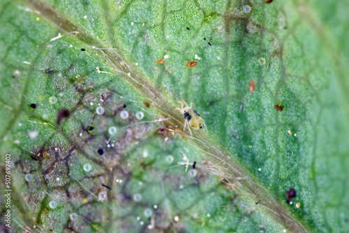 Red spider mites (Tetranychus urticae) and Steneotarsonemus fragariae, cyclamen mite - Phytonemus pallidus on damaged strawberry  leaf. It is a species of plant-feeding mite a pest of many plants. photo