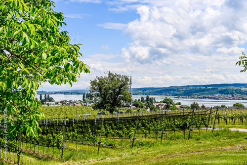 Reichenau  Insel Reichenau  Weinberge  Aussichtspunkt  Hochwart  Fernsicht  Bodensee  See  Winzer  Rebstock  Rebe  Weine  Wanderweg  Sommer  Fr  hling  Baden-W  rttemberg  Deutschland