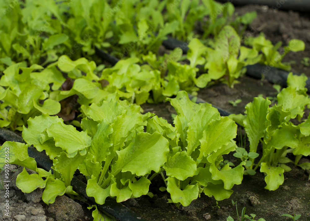Homemade organic salad in the garden, first harvest of lettuce. Vegetarianism. Homemade organic salad in the garden, first harvest of lettuce. Vegetarianism.