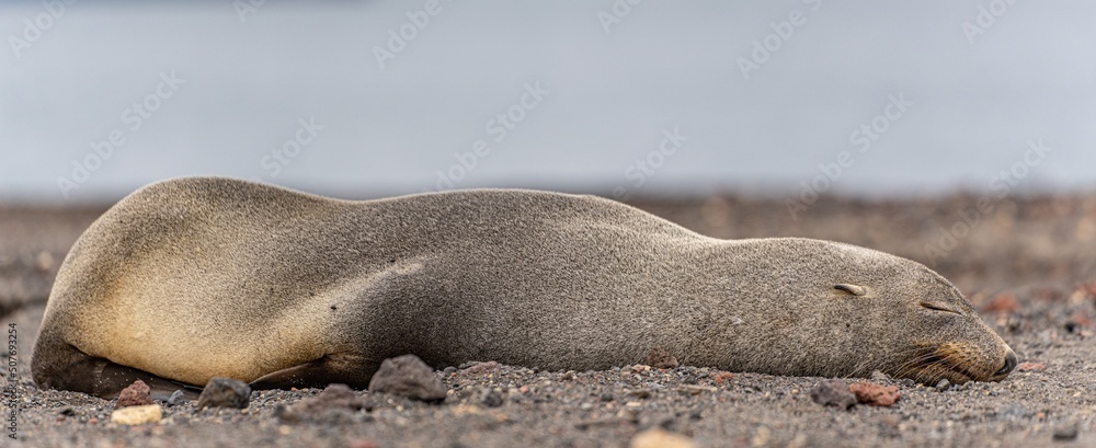 Fototapeta premium Antarktische Seebären (Arctocephalus gazella) auf Deception Island - Whalers Bay (Süd-Shetlandinseln)
