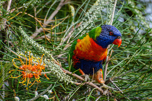 Rainbow Lorikeet feeding on native Grevillea Flowers, Australia photo