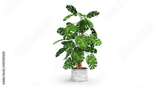 3d render monstera plant isolated in the centr white bacground