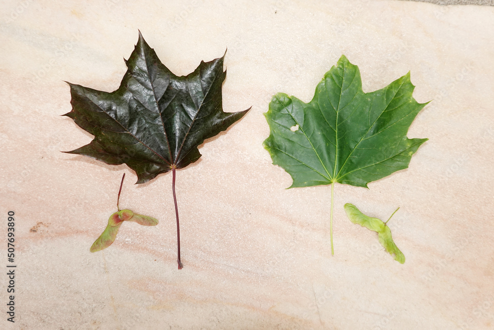 Spitzahorn Acer Platanoides Auch Spitzbl ttriger Ahorn Stock Photo spitzahorn-acer-platanoides-auch-spitzbl-ttriger-ahorn-stock-photo