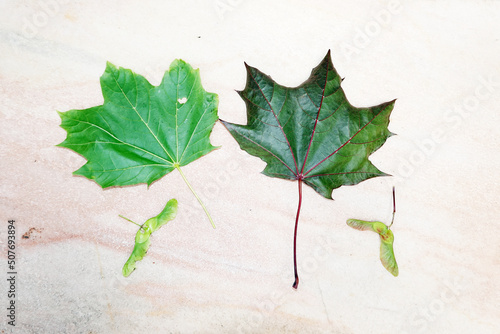 Spitzahorn (Acer platanoides), auch Spitzblättriger Ahorn