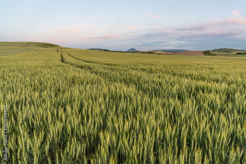 Wheat field in spring at sunset. Blur background