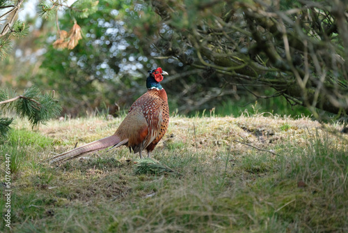 Wallpaper Mural Wildlebender Fasan  Torontodigital.ca