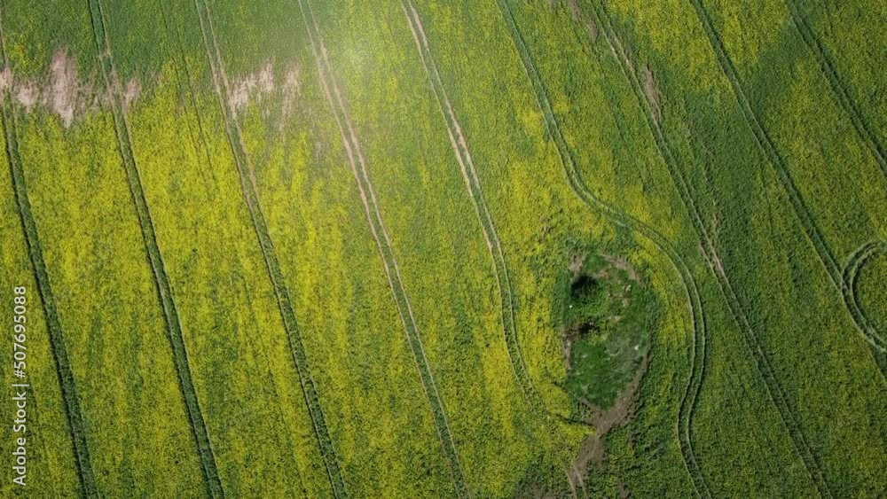 Beautiful calm flight on agro rapeseed fields Beautiful calm flight on agro rapeseed fields
