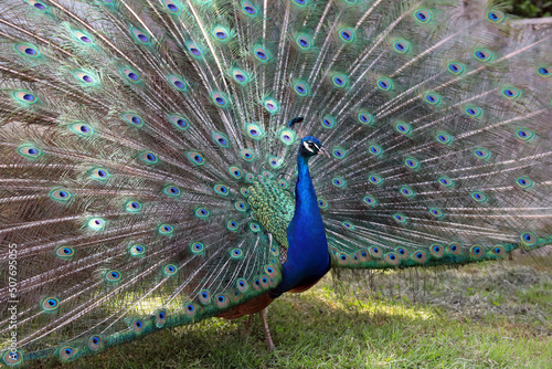 Paon aux ailes déployées