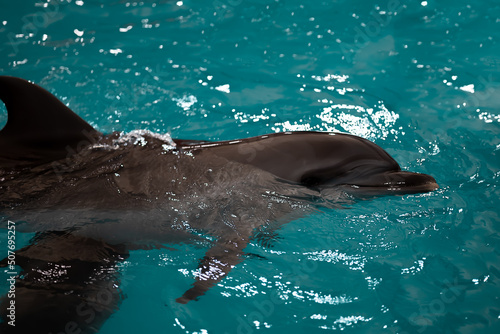 gray dolphin stuck his muzzle out of the water and swims in the pool