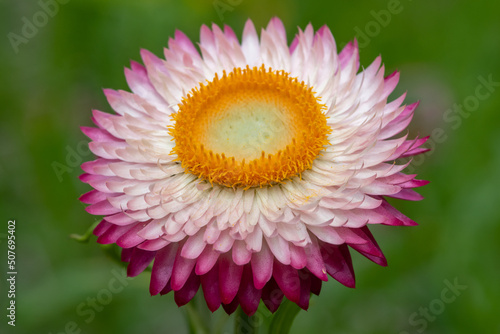 Close up of a pink strawflower  xerochrysum bracteatum  in bloom